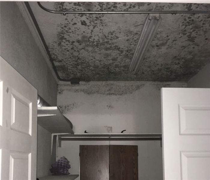 mold growth on ceiling